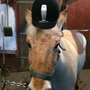 Fjordhest Emilia  [Tidl. part]