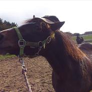 Welsh Pony af Cob-type (sec C) Fanny