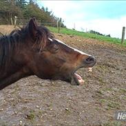 Welsh Pony af Cob-type (sec C) Fanny