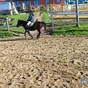 Welsh Pony af Cob-type (sec C) Fanny