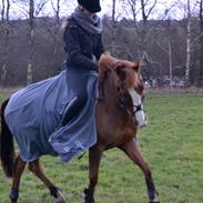 New Forest Orchid's Gyan