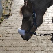 Anden særlig race Buskebjerggaards Benjamin