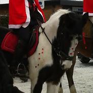 Anden særlig race Funny