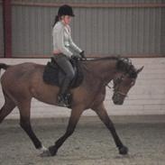 Holstener Playboy - Tidligere hest 