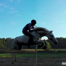 Anden særlig race |Kenzo|