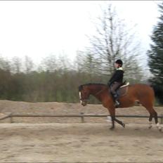 Oldenborg Buddy?Himmelhest-RIP!