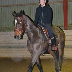 Norsk Varmblod  Bailey