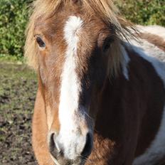 Anden særlig race Prins Bob aka Bobber