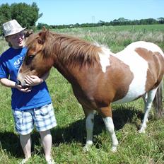 Anden særlig race Prins Bob aka Bobber