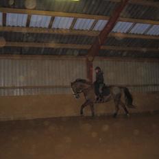 Trakehner Holmegårdens Sultana