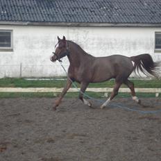 Arabisk fuldblod (OX) Mirtan