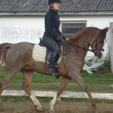 Arabisk fuldblod (OX) Mirtan