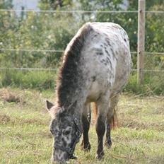 Appaloosa Prinsesse Mia Maja