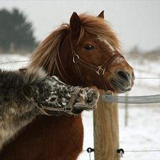 Appaloosa Prinsesse Mia Maja