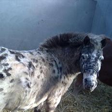 Appaloosa Prinsesse Mia Maja