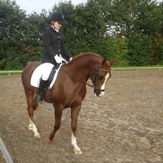 Arabisk fuldblod (OX) Mirtan