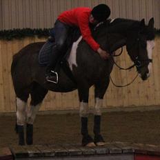 Anden særlig race Matell 