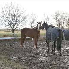 Dansk Varmblod Vestergårds Don Diligo