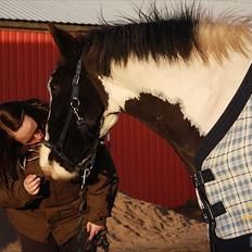 Irish Cob Renaldo (Nalle) R.I.P