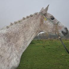 Arabisk fuldblod (OX) bleas 