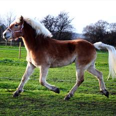 Tyroler Haflinger Golden Hour Stald Friis