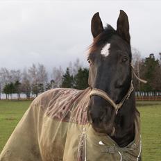 Oldenborg Noir  |Sorte|