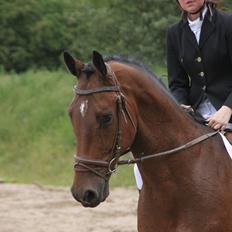 Holstener Playboy - Tidligere hest 