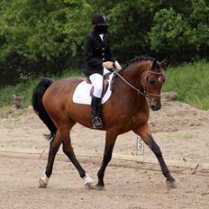 Holstener Playboy - Tidligere hest 