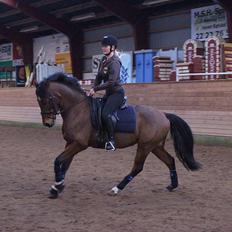 DSP Shamrocks Massa E Cozzile