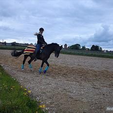 Belgisk Sportspony • Clovis VD Zuidvoermanshoek • Solgt