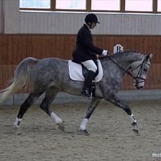 Anden særlig race Starhorse Zita - solgt