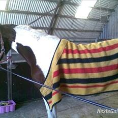 Anden særlig race Spirit Of Sapana