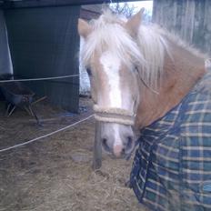 Haflinger Rico