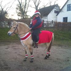 Fjordhest mona   [ tidl. hest]