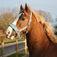 Anden særlig race Engbæks Dessert Dawn *Solgt*