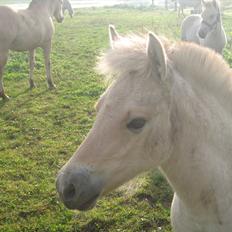 Fjordhest Chanel Vårby #Solgt