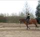Oldenborg Buddy?Himmelhest-RIP!