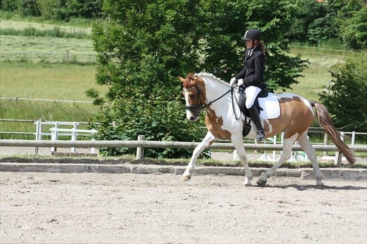 Hollandsk Sportspony Pablo P. (Nuttie)  - dressur kan han også.. han bliver tvunget til det, da hans mor helt vil det <3 billede 11