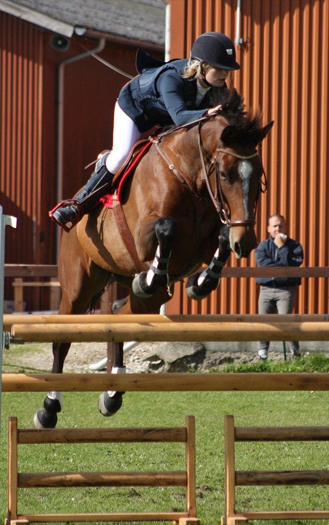 Dansk Varmblod Konstantins Qute Pie - vinder 120 cm i Solrød billede 11