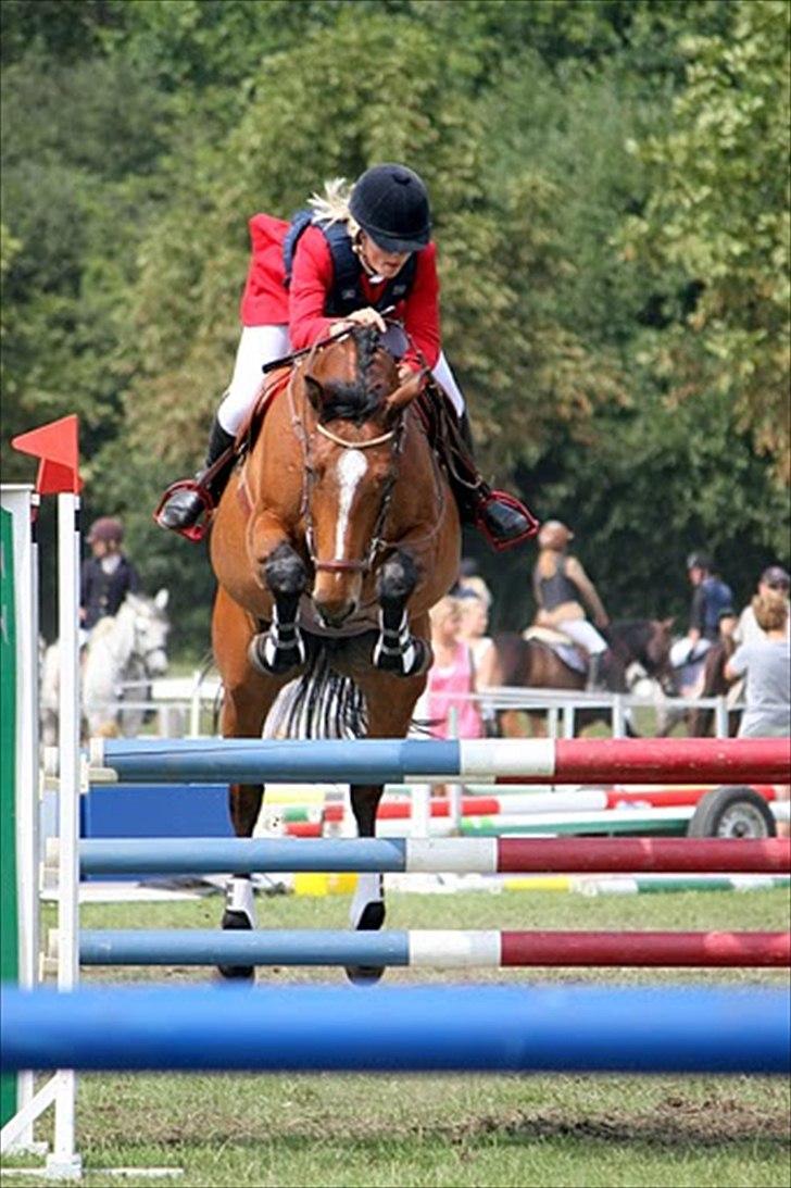 Dansk Varmblod Konstantins Qute Pie - Copenhagen Horse Show 2010 billede 12