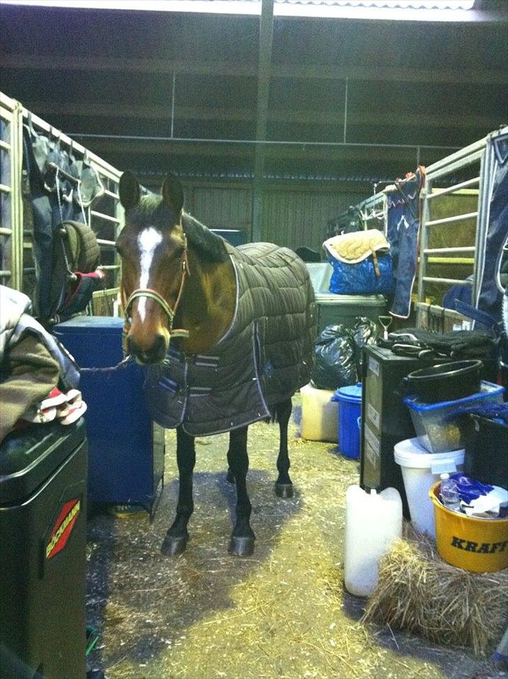 Dansk Varmblod Konstantins Qute Pie - Tærten i stævnestalden til Baltic Cup :) billede 16