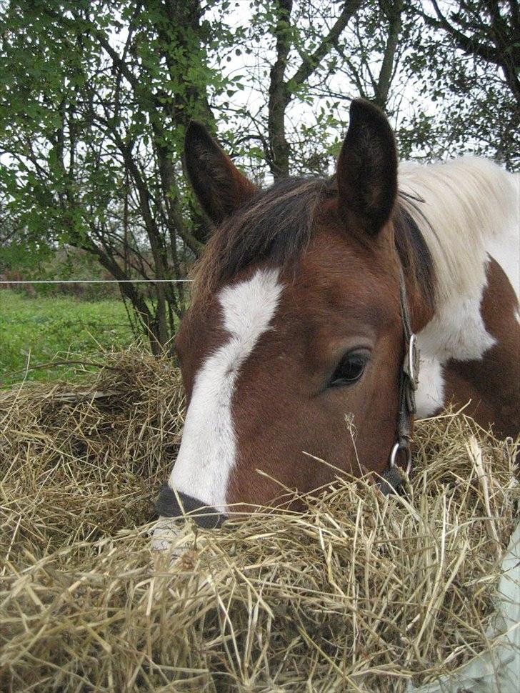 Anden særlig race Buller billede 1