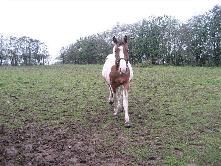 Anden særlig race Buller billede 2