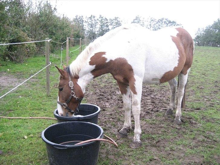 Anden særlig race Buller billede 3