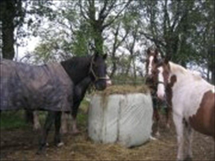 Anden særlig race Buller billede 4