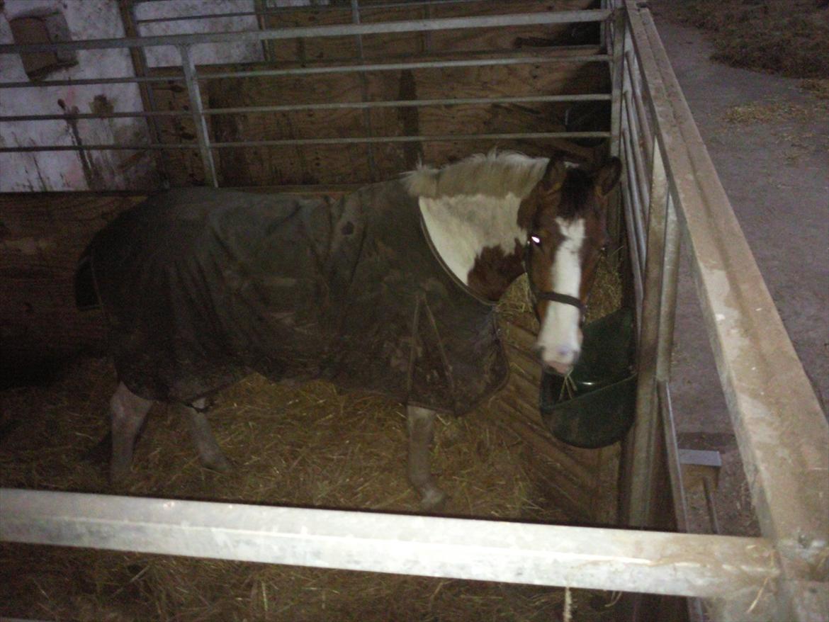 Anden særlig race Buller billede 5