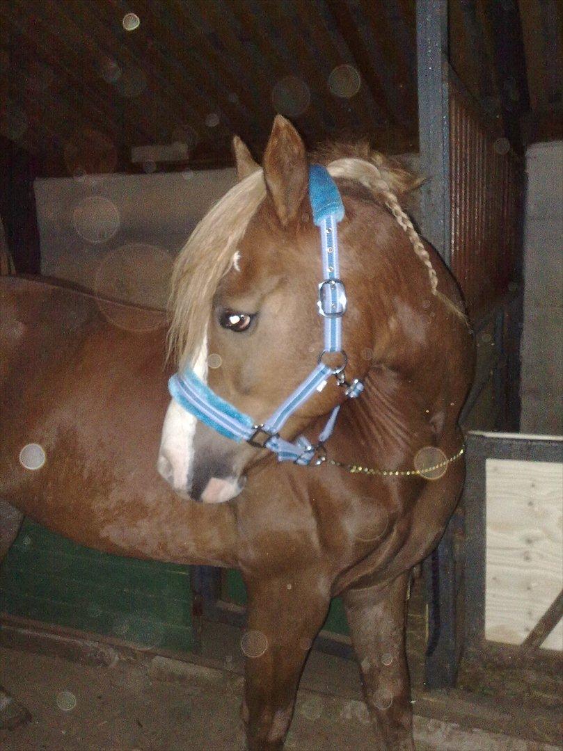 Anden særlig race Engbæks Dessert Dawn *Solgt* - Ankommet på Søgården og fået ny grime billede 9