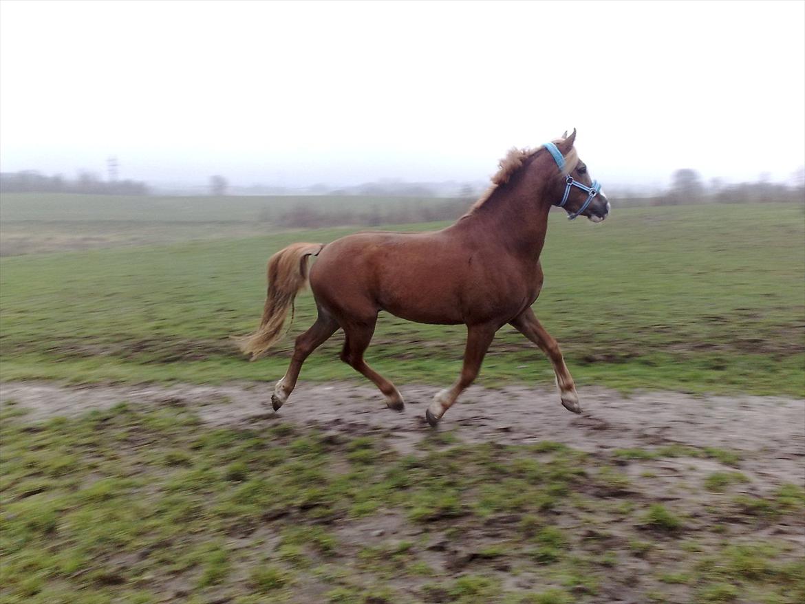 Anden særlig race Engbæks Dessert Dawn *Solgt* - plads man kan løbe på! billede 10