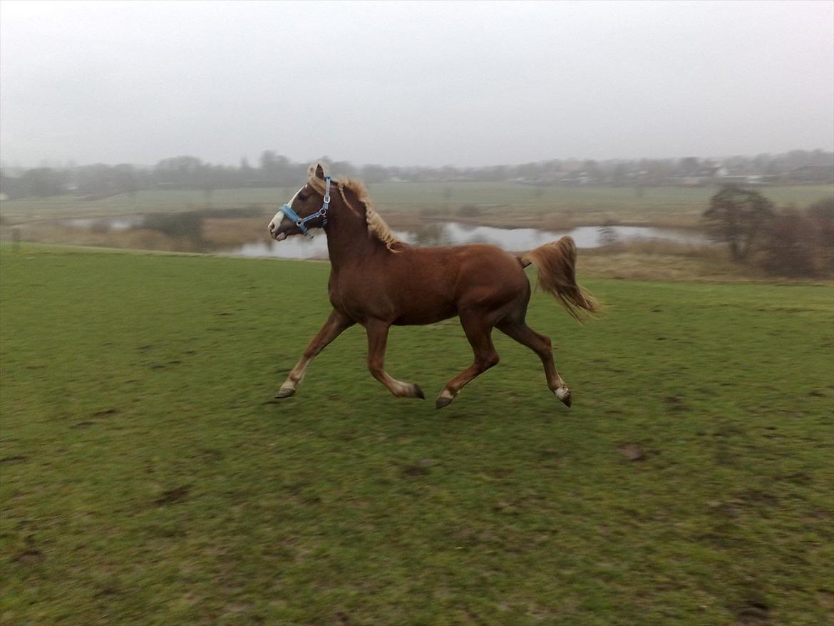 Anden særlig race Engbæks Dessert Dawn *Solgt* - Jubiiii! billede 11