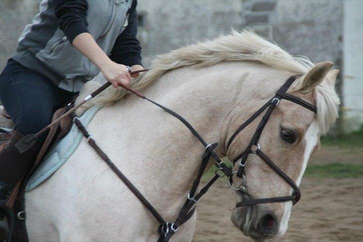 Anden særlig race Yellow Prince billede 6